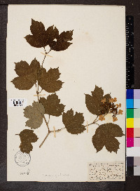 Viburnum opulus image