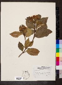 Viburnum tinus image