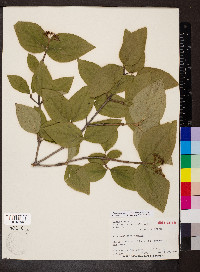 Viburnum carlesii var. bitchiuense image