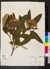 Viburnum carlesii image