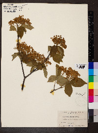 Viburnum erosum image