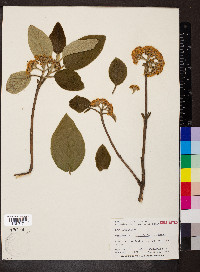 Viburnum rhytidophyllum image