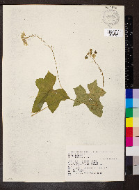 Bryonia cretica image