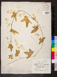Echinocystis lobata image