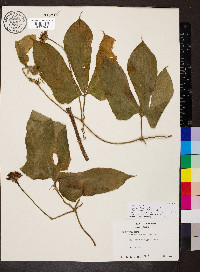Gurania coccinea image