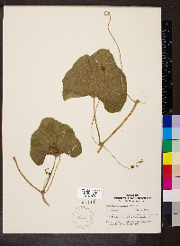 Lagenaria siceraria image