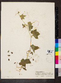 Sicyos angulatus image