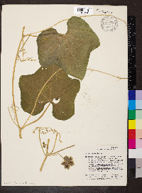 Sicyos angulatus image