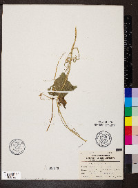 Sicyos angulatus image