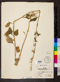 Campanulastrum americanum image