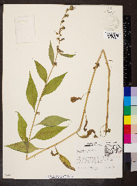 Campanulastrum americanum image