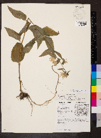 Campanulastrum americanum image