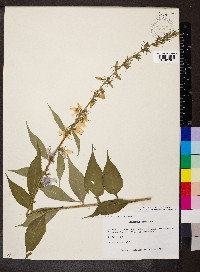 Campanulastrum americanum image