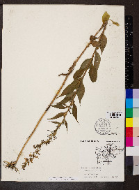 Campanulastrum americanum image