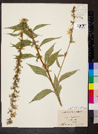 Campanulastrum americanum image