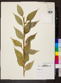 Campanulastrum americanum image