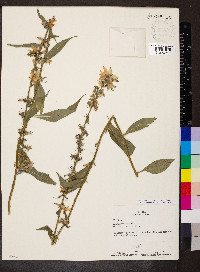 Campanulastrum americanum image