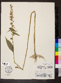 Campanulastrum americanum image