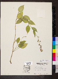 Campanulastrum americanum image