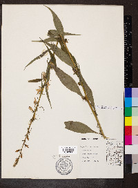 Campanulastrum americanum image