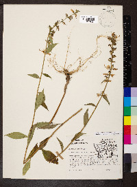 Campanulastrum americanum image