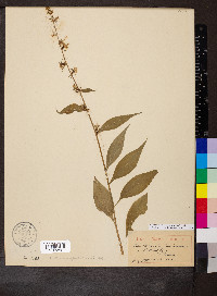 Campanulastrum americanum image