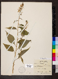 Campanulastrum americanum image