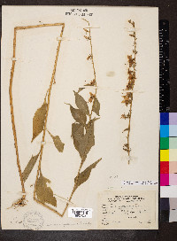 Campanulastrum americanum image