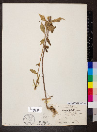 Campanulastrum americanum image