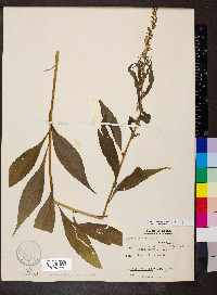 Campanulastrum americanum image