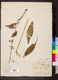 Campanulastrum americanum image