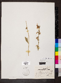 Campanulastrum americanum image