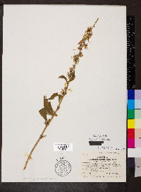 Campanulastrum americanum image