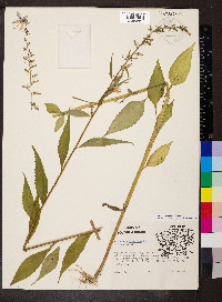 Campanulastrum americanum image