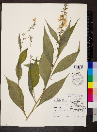 Campanulastrum americanum image