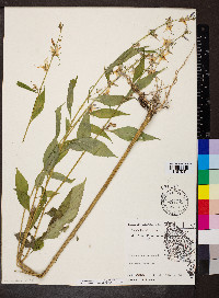 Campanulastrum americanum image