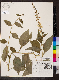 Campanulastrum americanum image