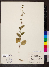 Campanulastrum americanum image