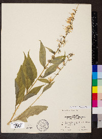 Campanulastrum americanum image