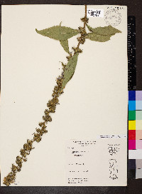 Campanulastrum americanum image