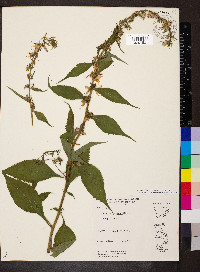 Campanulastrum americanum image