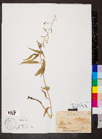 Campanula divaricata image