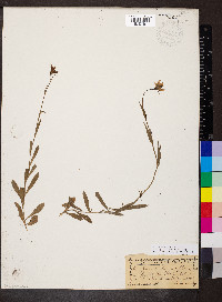 Campanula parryi image