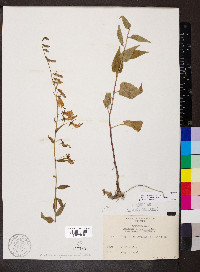 Campanula rapunculoides image