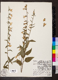 Campanula rapunculoides image