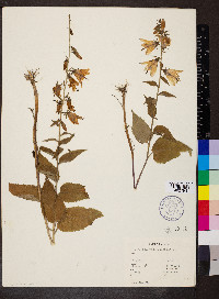 Campanula rapunculoides image