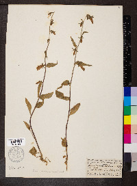 Campanula rapunculoides image