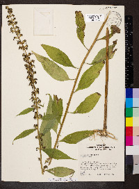 Campanulastrum americanum image