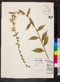 Campanulastrum americanum image