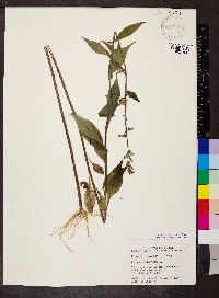 Campanulastrum americanum image